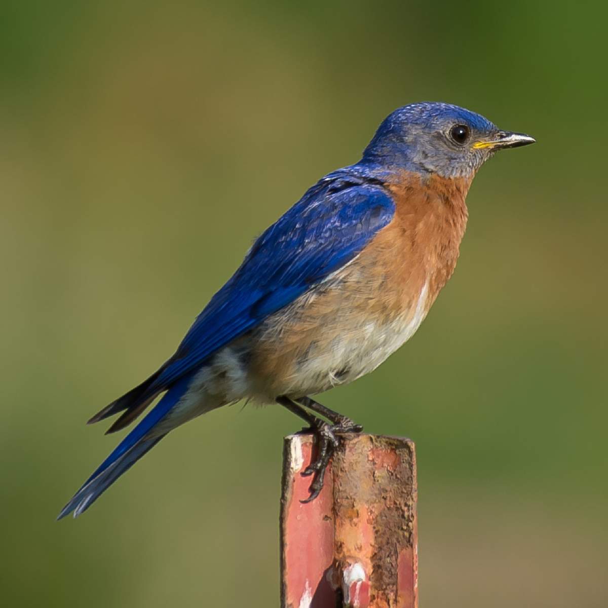 Relationships - From The Male Perspective  National Bird Day