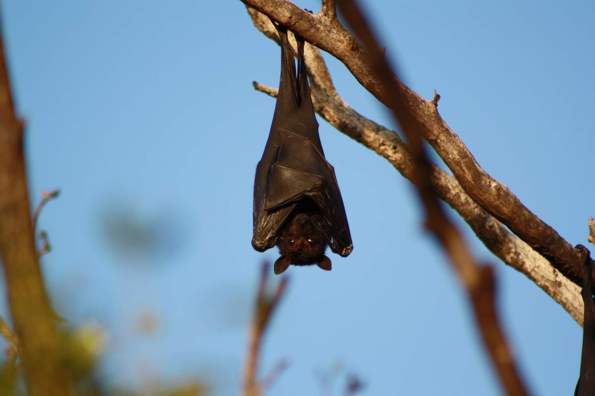 Relationships - From The Male Perspective  Bat Appreciation Day