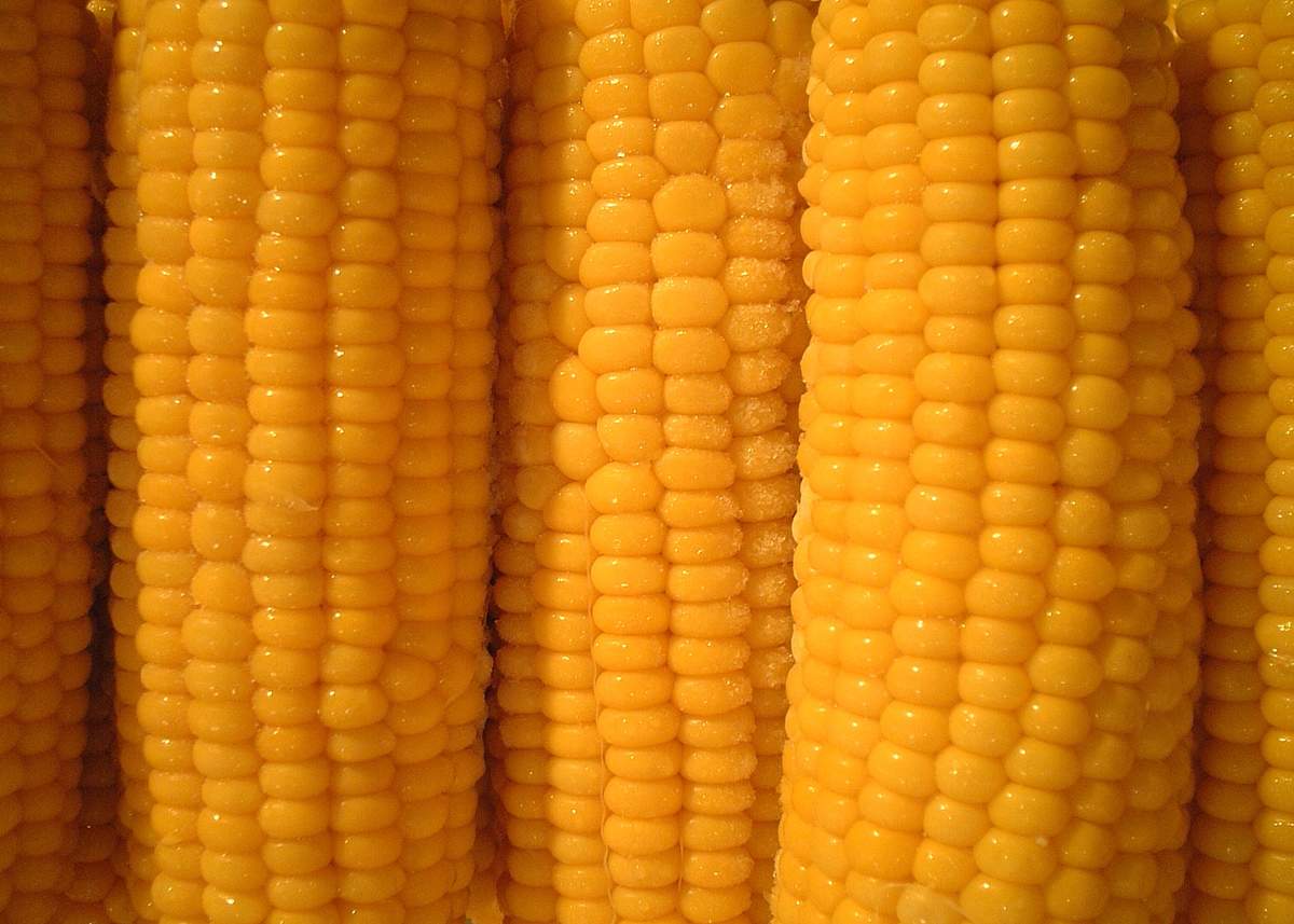 Relationships - From The Male Perspective  Corn on the Cob Day