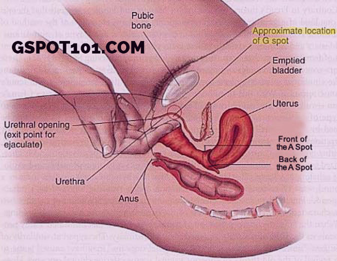 Blog G-spot  Role Of Female G Spot In Female Reproductive System