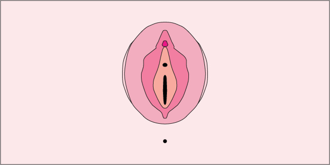 Blog Fact-checked by Doctor Masturbation Sexual Health  The Anatomy of the Hooha (And How It Corresponds to Your Pleasure)