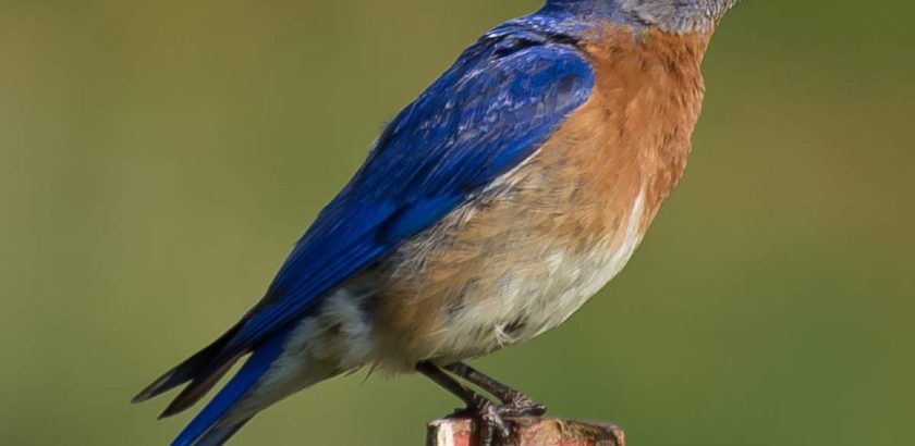 Relationships - From The Male Perspective  Audubon Day