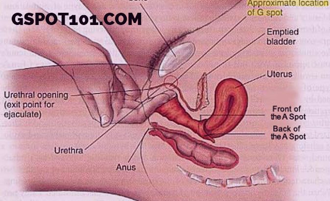 Blog G-spot  Role Of Female G Spot In Female Reproductive System